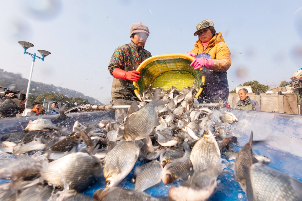 2019年1月24日，蘇錫常南部高速公路項目開展增殖放流活動。