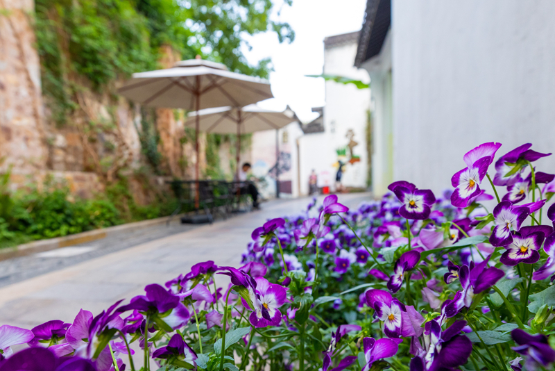 時(shí)令花卉競(jìng)相盛開(kāi)