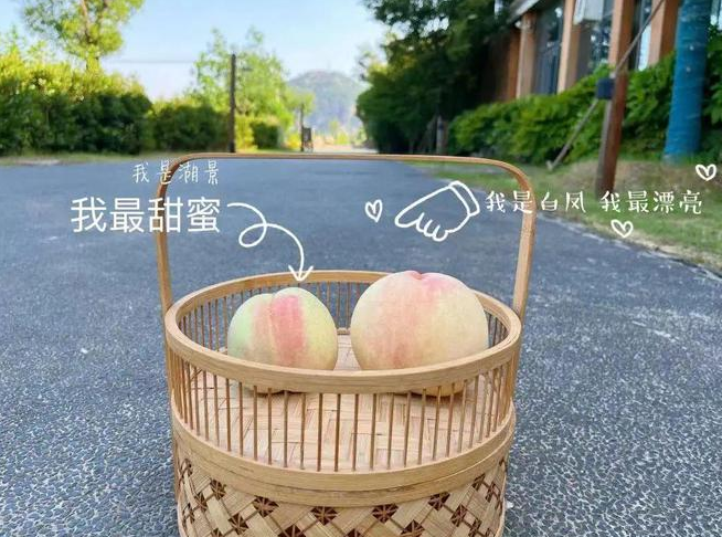 “大白鳳、小湖景”