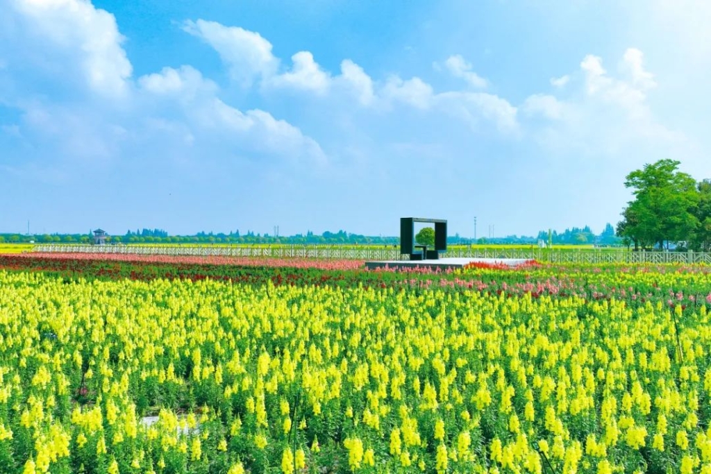 严家桥村