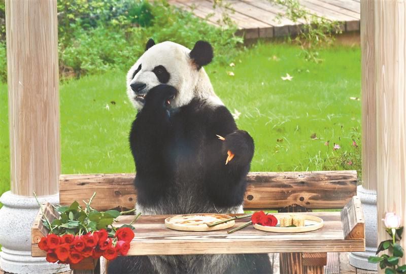 10歲啦！“加悅悅”在錫慶生